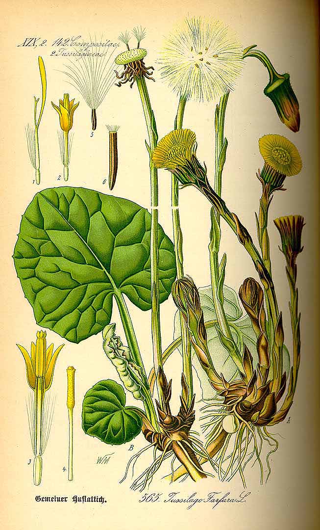 Illustration Tussilago farfara, Par Thomé, O.W., Flora von Deutschland Österreich und der Schweiz (1886-1889) Fl. Deutschl. vol. 4 (1885) t. 565, via plantillustrations 