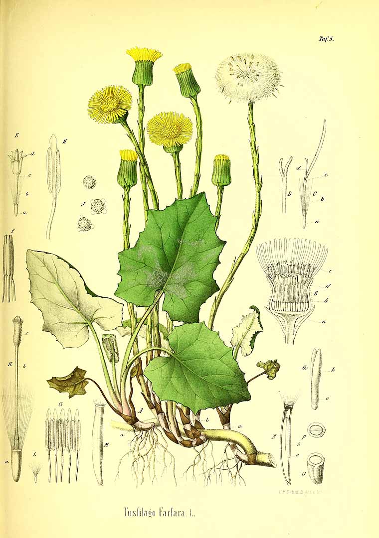 Illustration Tussilago farfara, Par Berg, O.C., Schmidt, C.F., Atlas der officinellen Pflanzen (1893-1902) Atlas. Off. Pfl. vol. 1 (1891) t. 5, via plantillustrations 