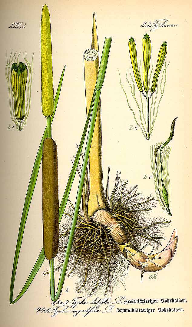 Illustration Typha latifolia, Par Thomé, O.W., Flora von Deutschland Österreich und der Schweiz (1886-1889) Fl. Deutschl. vol. 1 (1885) t. 44	f. 1,2,3 , via plantillustrations 