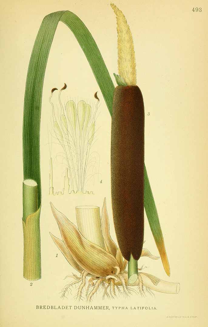 Illustration Typha latifolia, Par Lindman, C.A.M., Bilder ur Nordens Flora Bilder Nordens Fl. vol. 3 (1922) t. 493, via plantillustrations 
