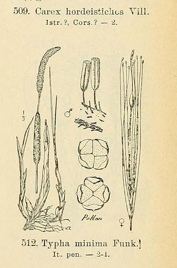 Illustration Typha minima, Par Fiori, A., Paoletti, G., Iconographia florae italicae (1895-1904) Iconogr. Fl. Ital. t. 512	p. 65 f. 6 , via plantillustrations 