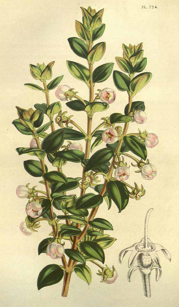 Illustration Ugni molinae, Par Van Houtte, L.B., Flore des serres et des jardin de lEurope (1845-1880) Fl. Serres vol. 7 (1851) t. 724, via plantillustrations 