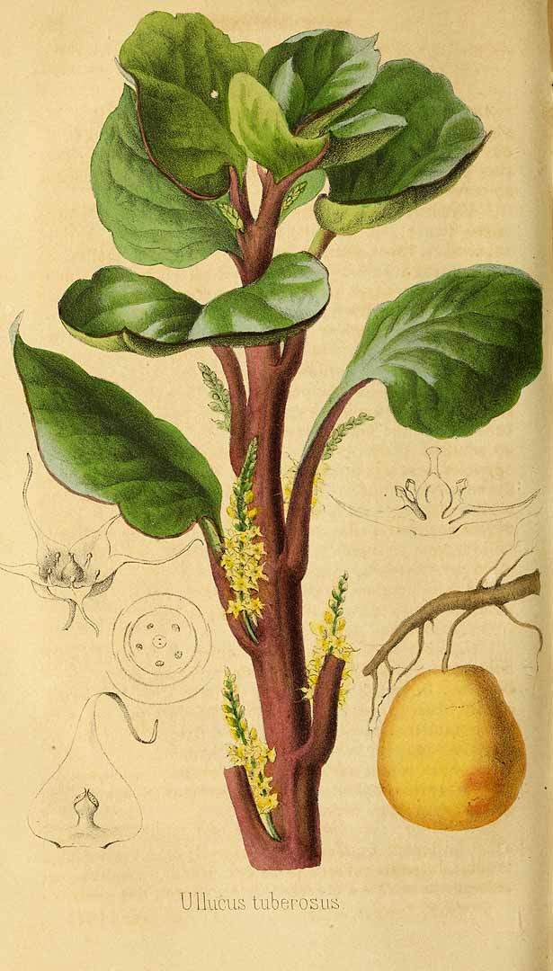Illustration Ullucus tuberosus, Par Revue horticole, sér. 3 (1847-1851) Rev. Hort. (Paris), ser. 3 vol. 2 (1848) [Janvier-Décembre 1848] t. 23	p. 441 , via plantillustrations 