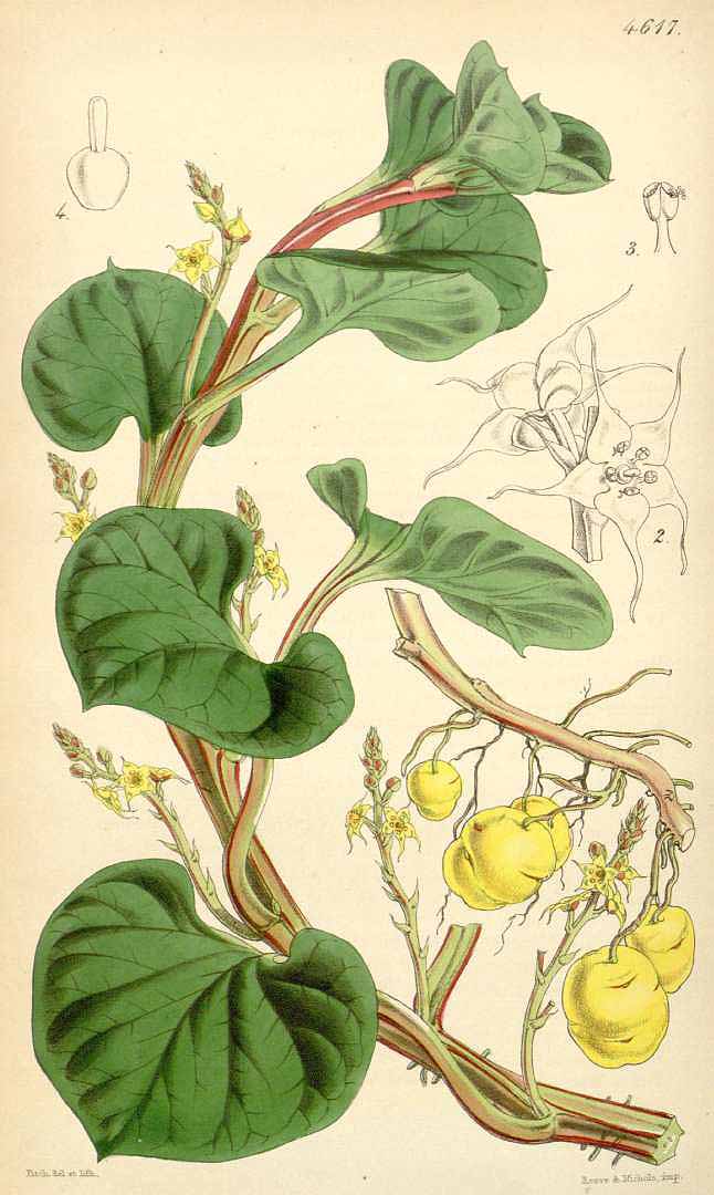 Illustration Ullucus tuberosus, Par Curtis, W., Botanical Magazine (1800-1948) Bot. Mag. vol. 77 (1851) [tt. 4554-4622] t. 4617, via plantillustrations 
