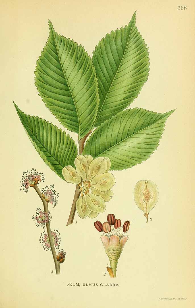 Illustration Ulmus glabra, Par Lindman, C.A.M., Bilder ur Nordens Flora Bilder Nordens Fl. vol. 2 (1922) t. 366, via plantillustrations 