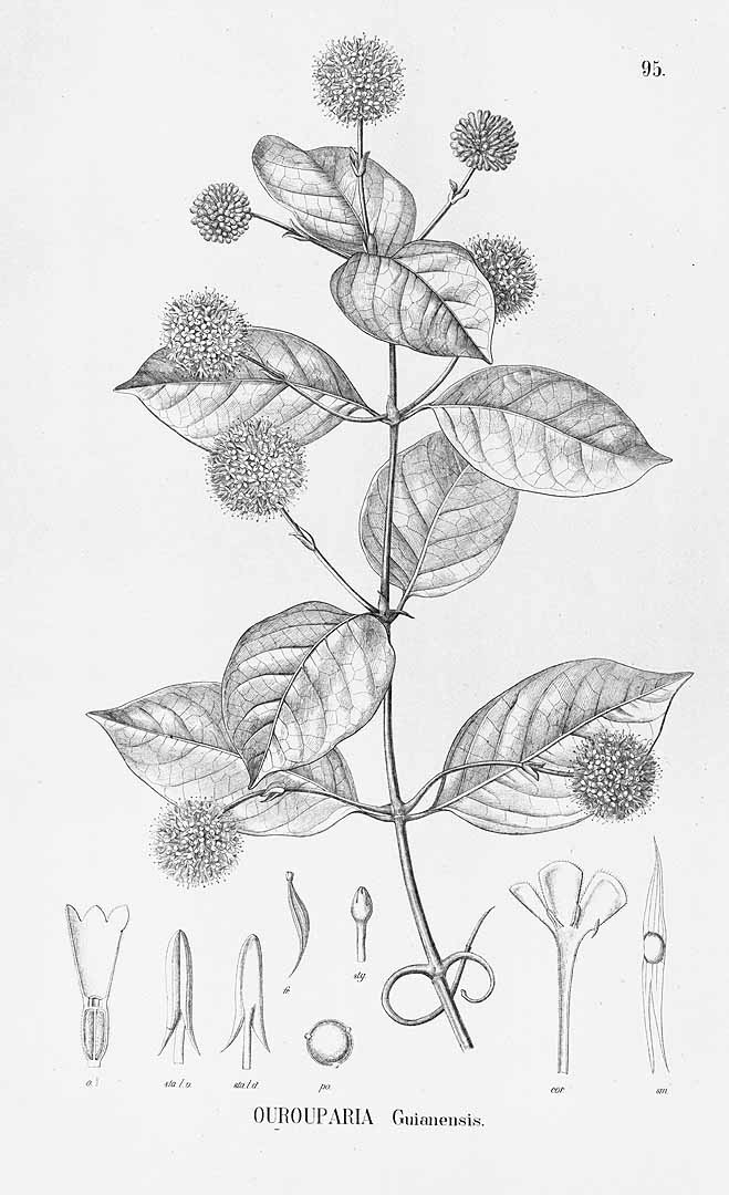 Illustration Uncaria guianensis, Par Martius, C.F.P. von, Eichler, A.G., Urban, I., Flora Brasiliensis (1840-1906) Fl. Bras. vol. 6(6): (1888-1889) [Rubiaceae tribus VII-XIX] t. 95, via plantillustrations 