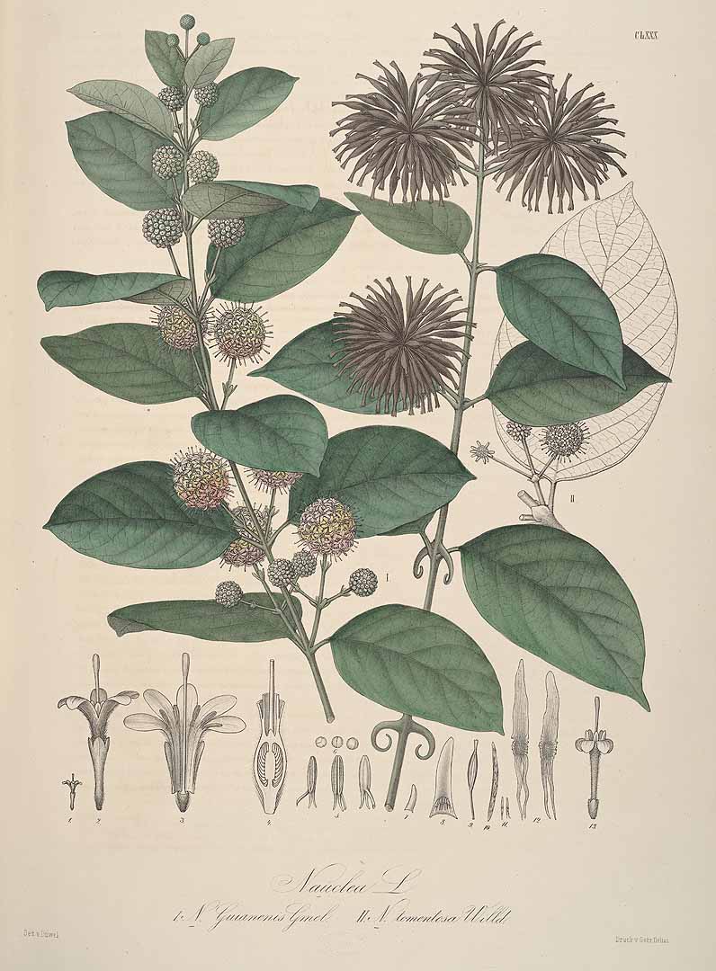 Illustration Uncaria guianensis, Par Karsten, G.K.W.H., Florae Columbiae (1858-1869) Fl. Colomb. vol. 2 (1862) t. 180, via plantillustrations 