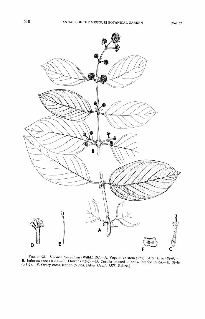 Illustration Uncaria tomentosa, Par Annals of the Missouri Botanical Garden (1914-2013) Ann. Missouri Bot. Gard. vol. 67 (1980) p. 510 f. 98 , via plantillustrations 