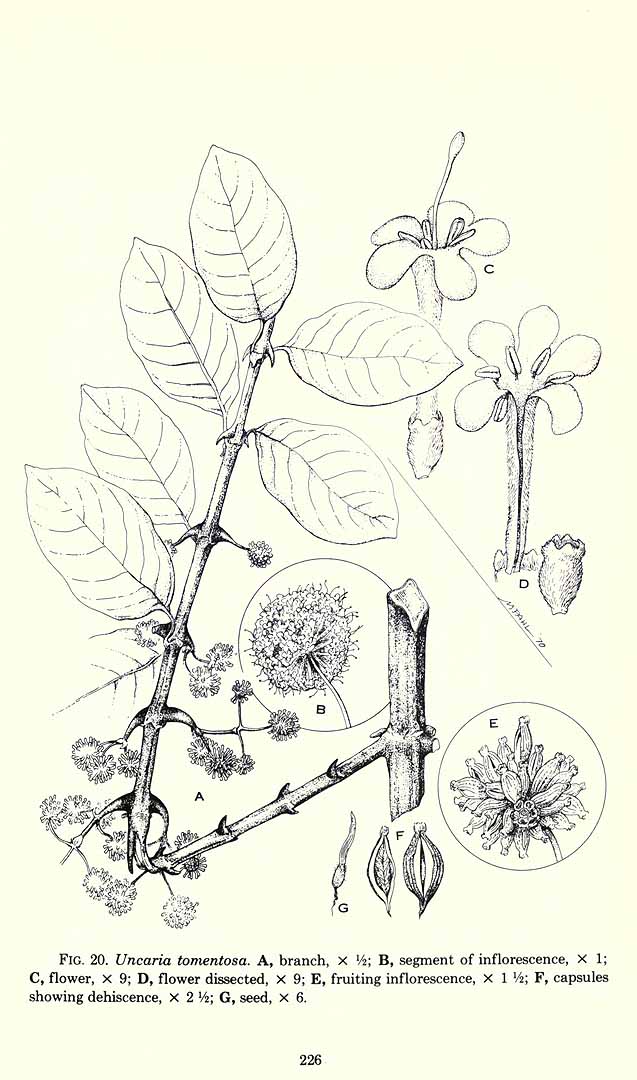 Illustration Uncaria tomentosa, Par Standley, P.C., Steyermark, J.A., Flora of Guatemala [Fieldiana no. 24] (1946-1977) Fl. Guatemala vol. 11(1-3): p. 226 f. 20 , via plantillustrations 