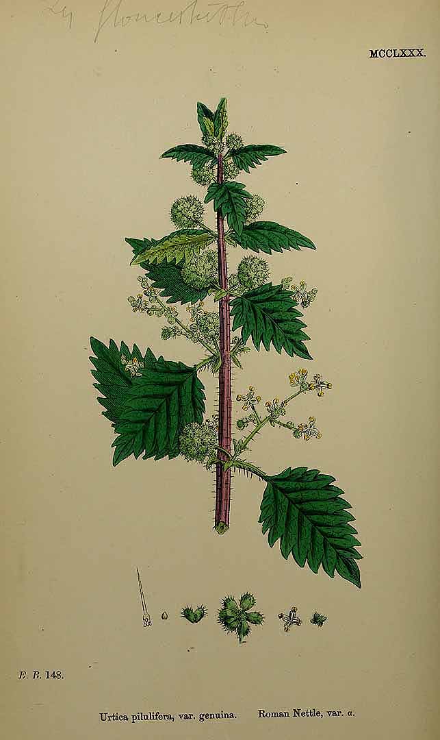 Illustration Urtica pilulifera, Par Smith, J.E., English botany, or coloured figures of British plants, ed. 3 [B] [J.E. Sowerby et al] (1863-1899) Engl. Bot., ed. 3 vol. 8 (1868) t. 1280, via plantillustrations 