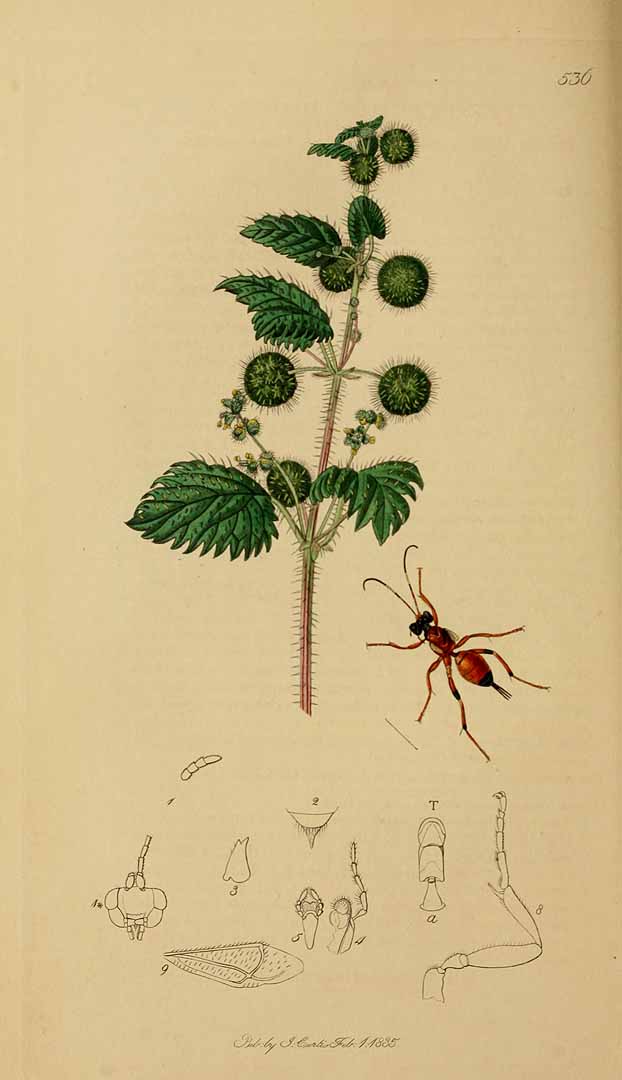 Illustration Urtica pilulifera, Par Curtis, J., British entomology (1837) Brit. Entomology vol. 3 (1823) t. 536, via plantillustrations 