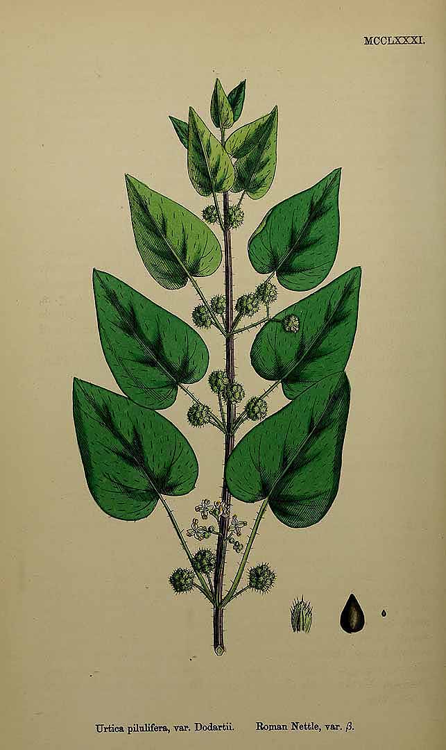 Illustration Urtica pilulifera, Par Smith, J.E., English botany, or coloured figures of British plants, ed. 3 [B] [J.E. Sowerby et al] (1863-1899) Engl. Bot., ed. 3 vol. 8 (1868) t. 1281, via plantillustrations 