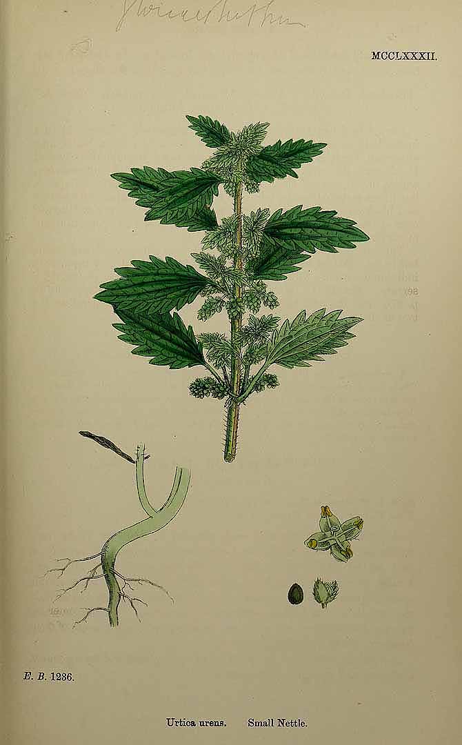 Illustration Urtica urens, Par Smith, J.E., English botany, or coloured figures of British plants, ed. 3 [B] [J.E. Sowerby et al] (1863-1899) Engl. Bot., ed. 3 vol. 8 (1868) t. 1282, via plantillustrations 
