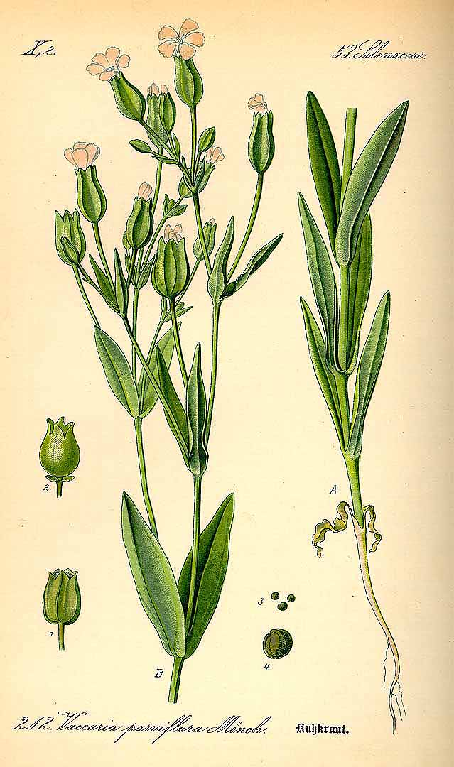 Illustration Vaccaria hispanica, Par Thomé, O.W., Flora von Deutschland Österreich und der Schweiz (1886-1889) Fl. Deutschl. vol. 2 (1885) t. 212, via plantillustrations 