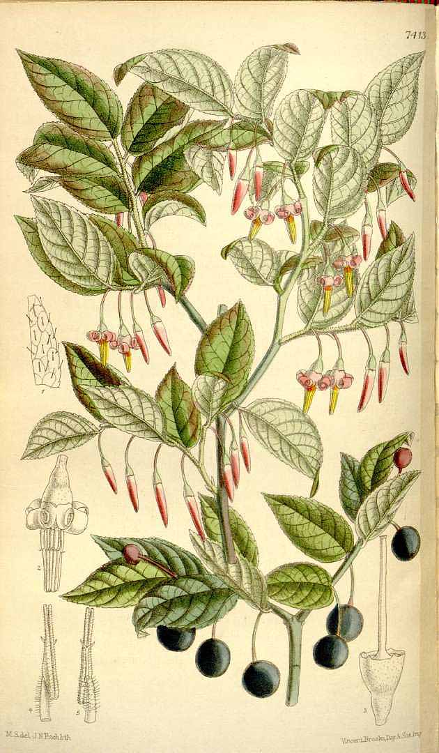 Illustration Vaccinium erythrocarpum, Par Curtis, W., Botanical Magazine (1800-1948) Bot. Mag. vol. 121 (1895) [tt. 7392-7451] t. 7413, via plantillustrations 