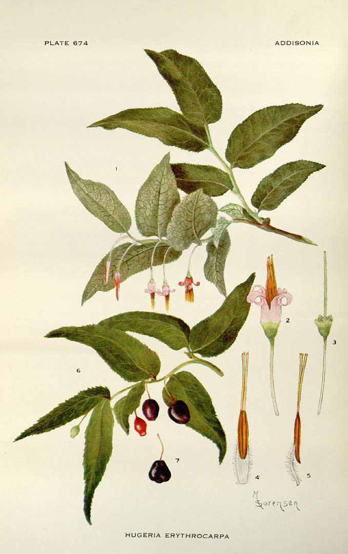 Illustration Vaccinium erythrocarpum, Par Addisonia (1916-1964) Addisonia vol. 21 (1939-1942) t. 674, via plantillustrations 