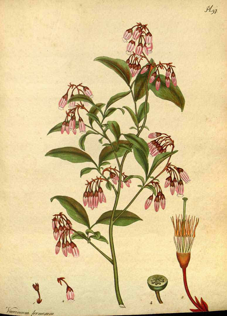 Illustration Vaccinium formosum, Par Andrews, H.C., botanists repository (1797-1814) Bot. Repos. vol. 2 (1799) [tt. 73-144] t. 97, via plantillustrations 