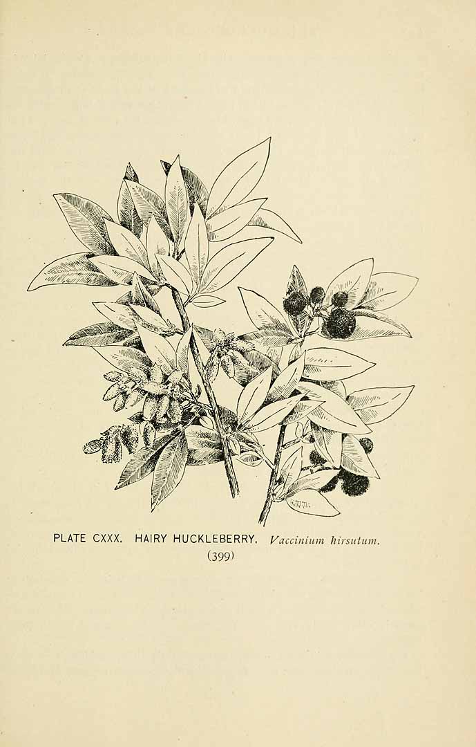 Illustration Vaccinium hirsutum, Par Lounsberry, A., Rowan, E., Southern wild flowers and trees (1901)  t. 130	p. 399 , via plantillustrations 