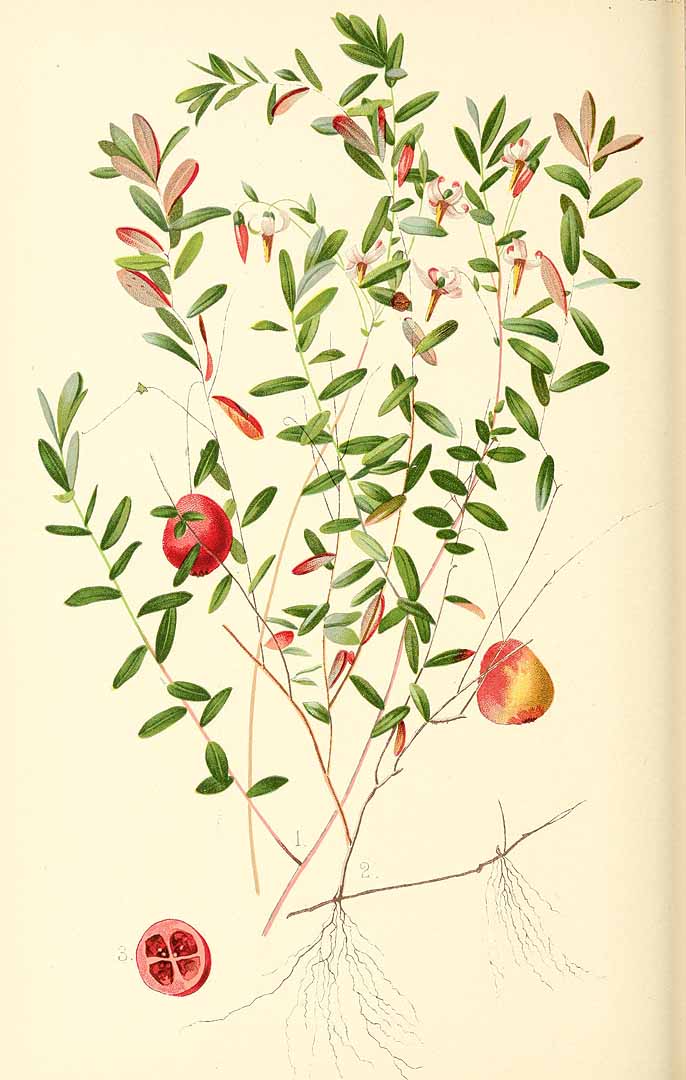 Illustration Vaccinium macrocarpon, Par Meehan, T., native flowers and ferns of the United States (1878-1879) Native Fl. Ferns U.S. vol. 2 t. 28	p. 109 , via plantillustrations 