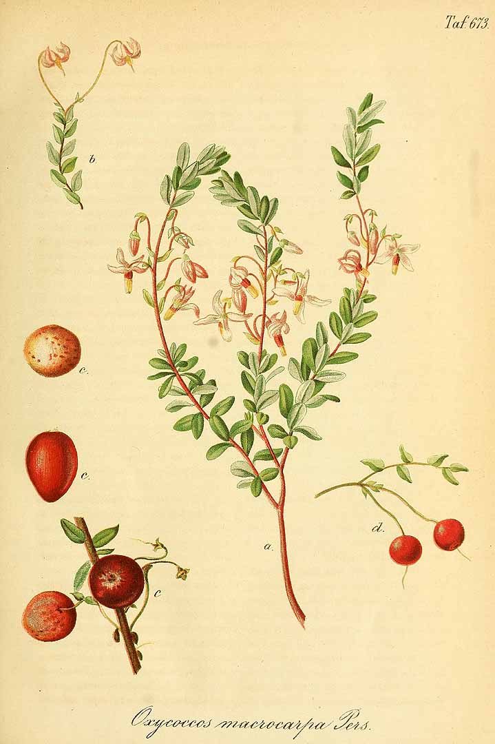 Illustration Vaccinium macrocarpon, Par Regel, E.A. von, Gartenflora (1852-1938) Gartenflora vol. 20 (1871) t. 673, via plantillustrations 