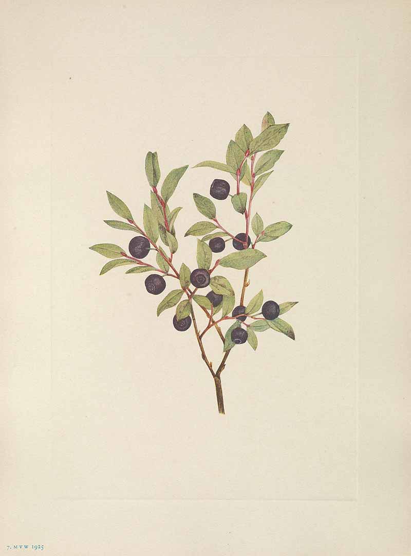 Illustration Vaccinium membranaceum, Par Walcott, M.V., North American wild flowers (1925-1927) N. Amer. Wild Fl. vol. 1 t. 7, via plantillustrations 