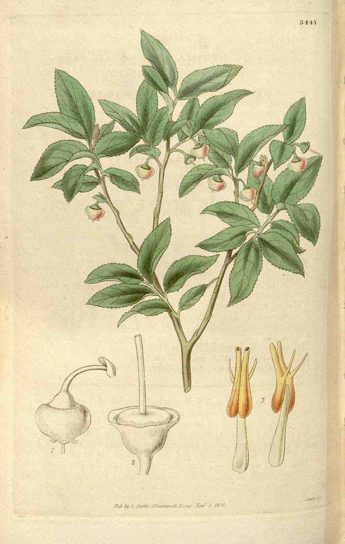 Illustration Vaccinium myrtilloides, Par Curtis, W., Botanical Magazine (1800-1948) Bot. Mag. vol. 62 (1835) [tt. 3374-3457] t. 3447, via plantillustrations 
