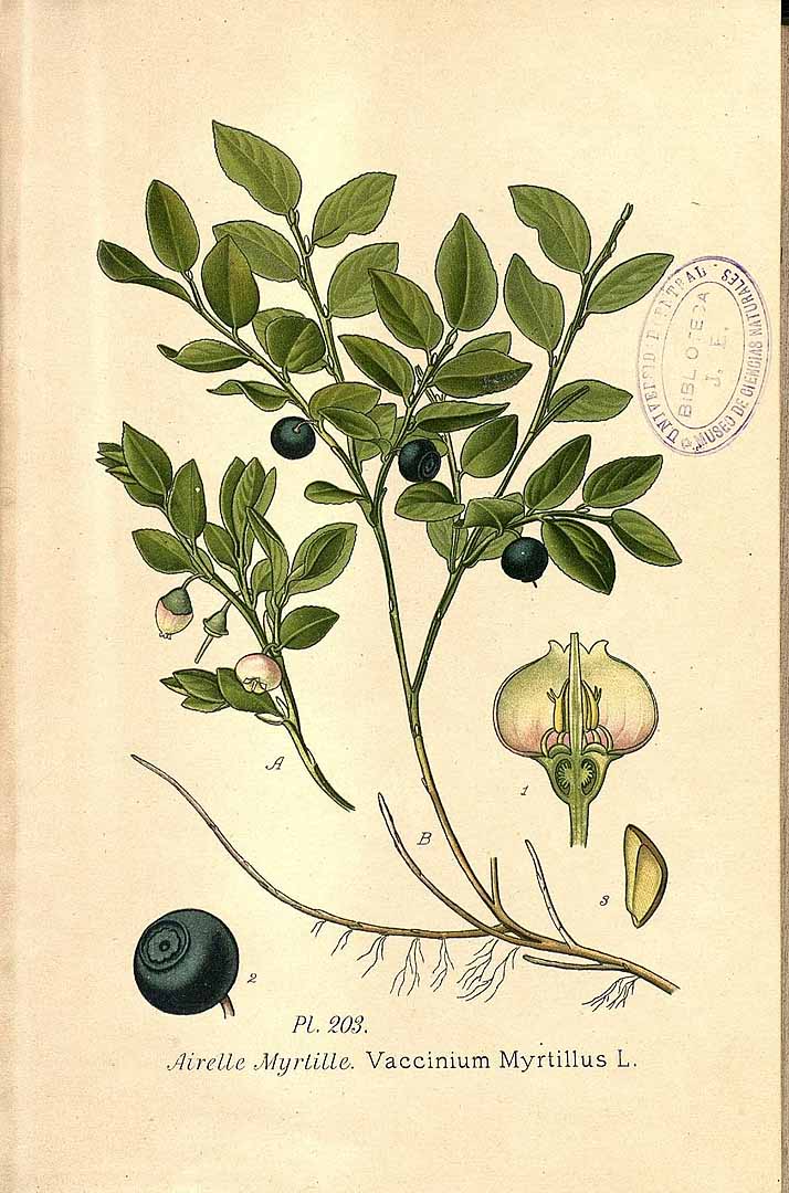 Illustration Vaccinium myrtillus, Par Masclef, A., Atlas des plantes de France (1890-1893) Atlas Pl. France vol. 3 (1893) t. 203, via plantillustrations 