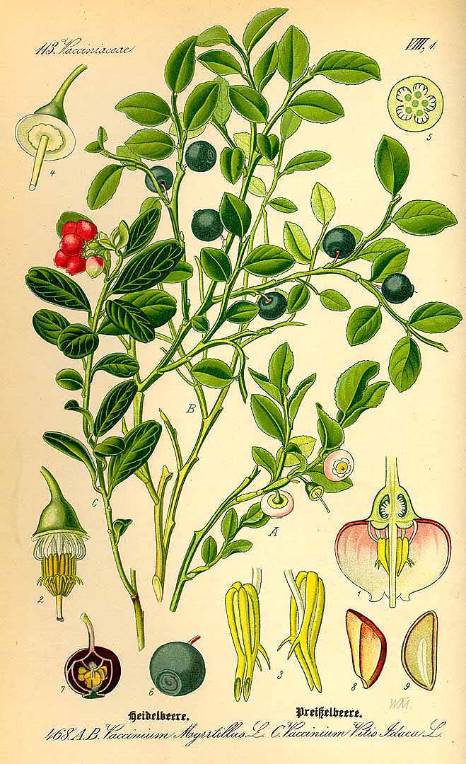Illustration Vaccinium myrtillus, Par Thomé, O.W., Flora von Deutschland Österreich und der Schweiz (1886-1889) Fl. Deutschl. vol. 4 (1885) t. 468	f. A,B , via plantillustrations 