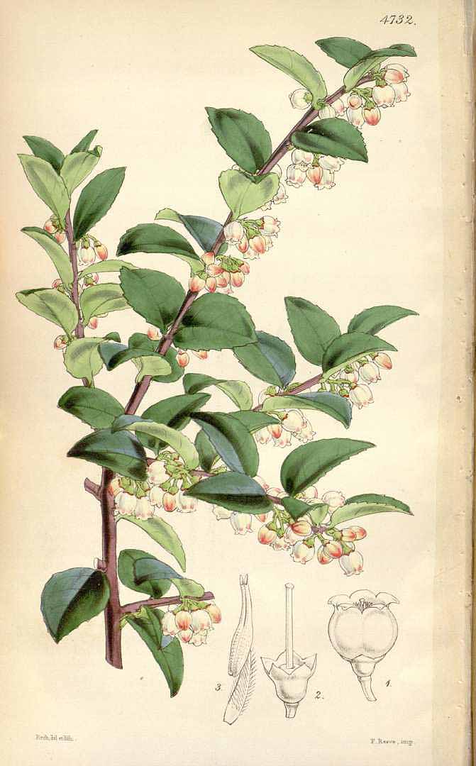 Illustration Vaccinium ovatum, Par Curtis, W., Botanical Magazine (1800-1948) Bot. Mag. vol. 79 (1853) [tt. 4689-4757] t. 4732, via plantillustrations 