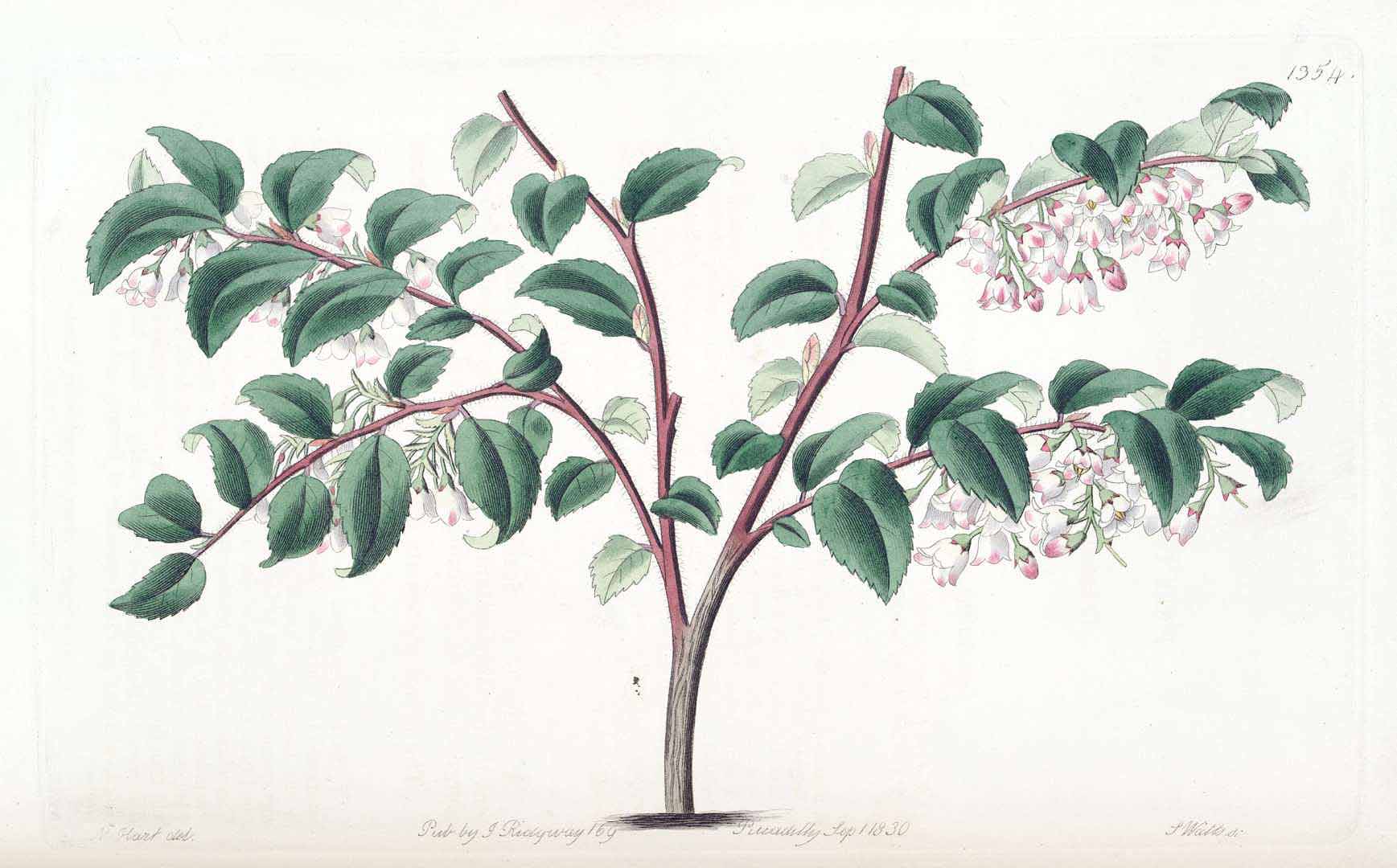 Illustration Vaccinium ovatum, Par Lindley, J., Edwardss Botanical Register (1829-1847) Edwardss Bot. Reg. vol. 16 (1830) [tt. 1306-1391] t. 1354, via plantillustrations 