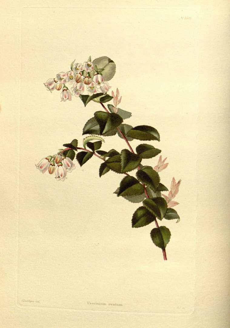 Illustration Vaccinium ovatum, Par Loddiges, C.L., botanical cabinet [C. Loddiges] (1817-1833) Bot. Cab. vol. 17 (1830) [tt. 1601-1700] t. 1605, via plantillustrations 