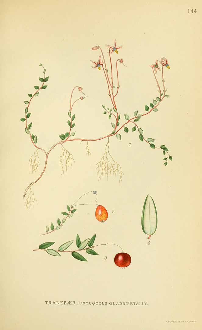 Illustration Vaccinium oxycoccos, Par Lindman, C.A.M., Bilder ur Nordens Flora Bilder Nordens Fl. vol. 1 (1922) t. 144, via plantillustrations 