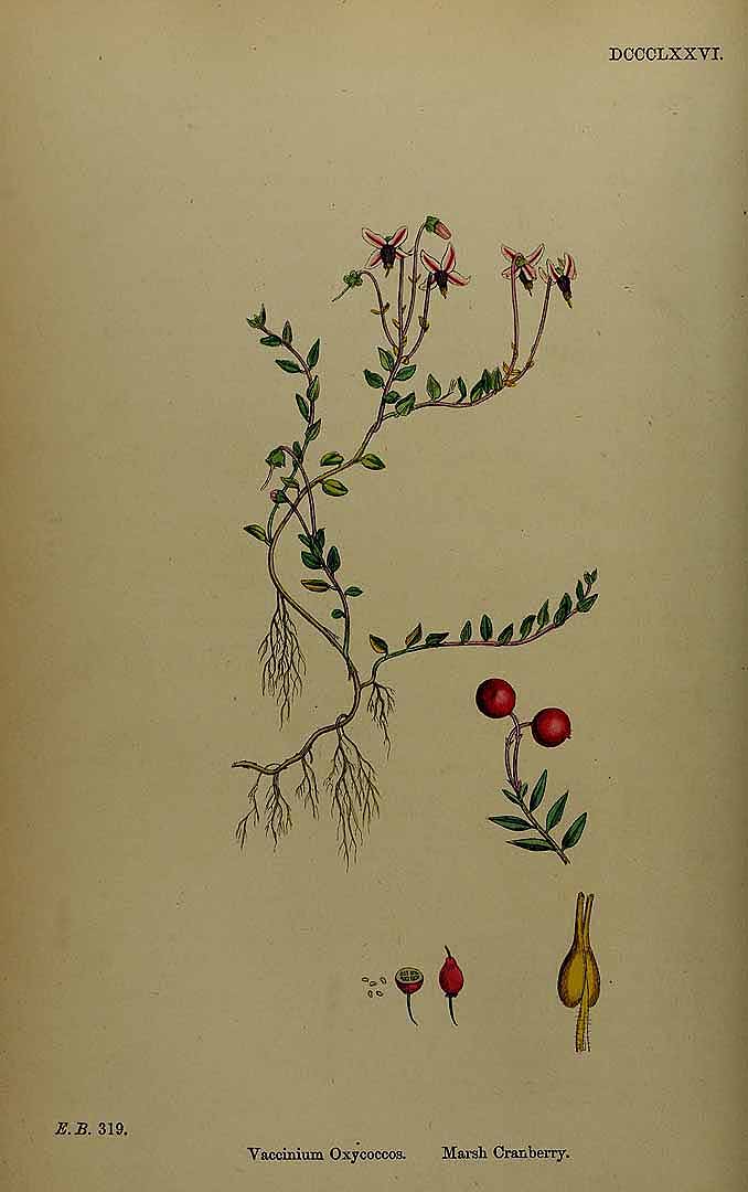 Illustration Vaccinium oxycoccos, Par Smith, J.E., English botany, or coloured figures of British plants, ed. 3 [B] [J.E. Sowerby et al] (1863-1899) Engl. Bot., ed. 3 vol. 6 (1866) t. 876, via plantillustrations 
