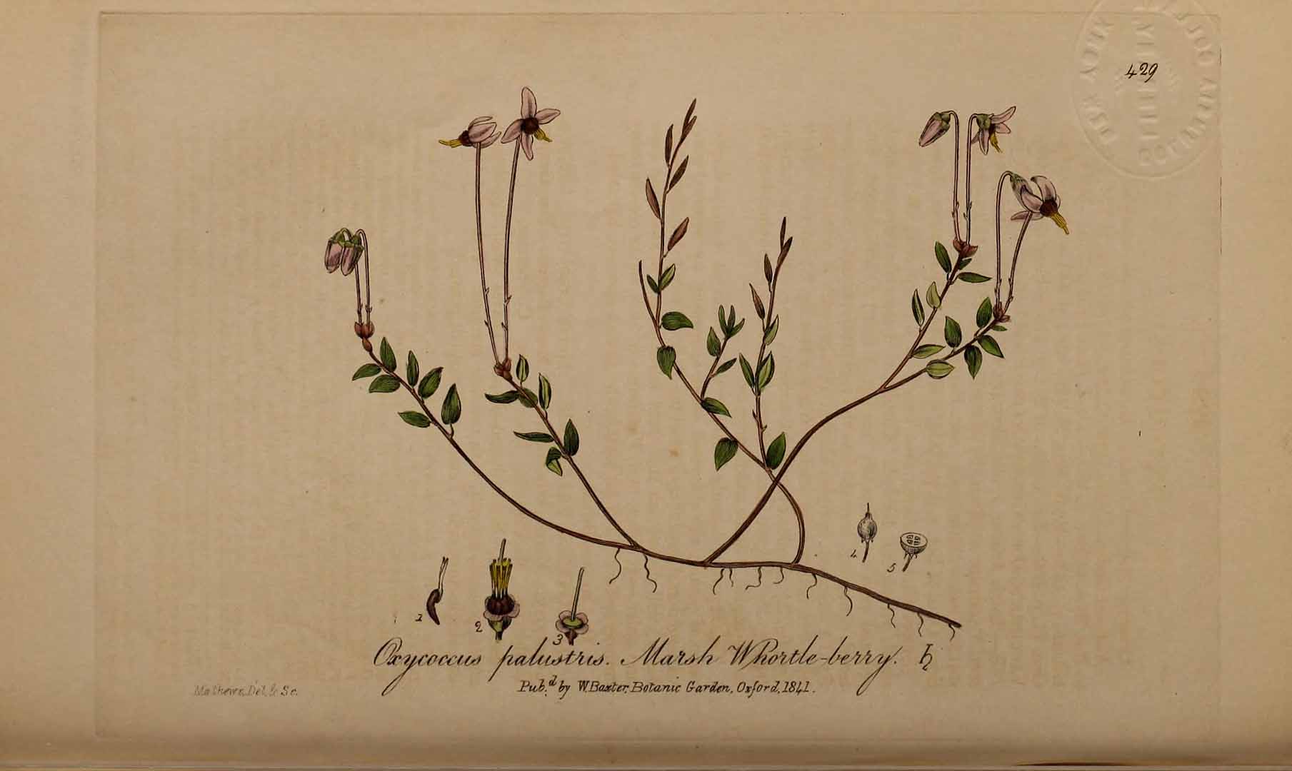 Illustration Vaccinium oxycoccos, Par Baxter, W., British phaenogamous botany (1834-1843) Brit. Phaen. Bot. vol. 6 [tt. 401-509] t. 429, via plantillustrations 