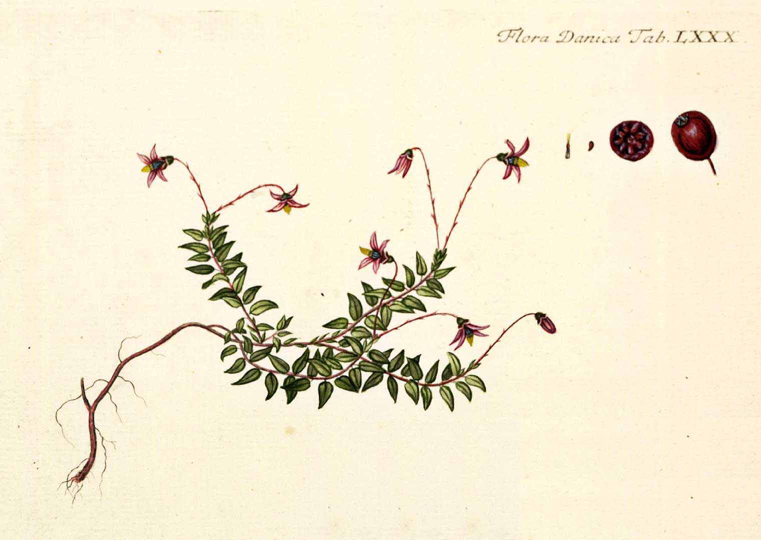 Illustration Vaccinium oxycoccos, Par Oeder, G.C., Flora Danica (1761-1861) Fl. Dan. vol. 1 (1761-1766) [tt. 1-180] t. 80, via plantillustrations 