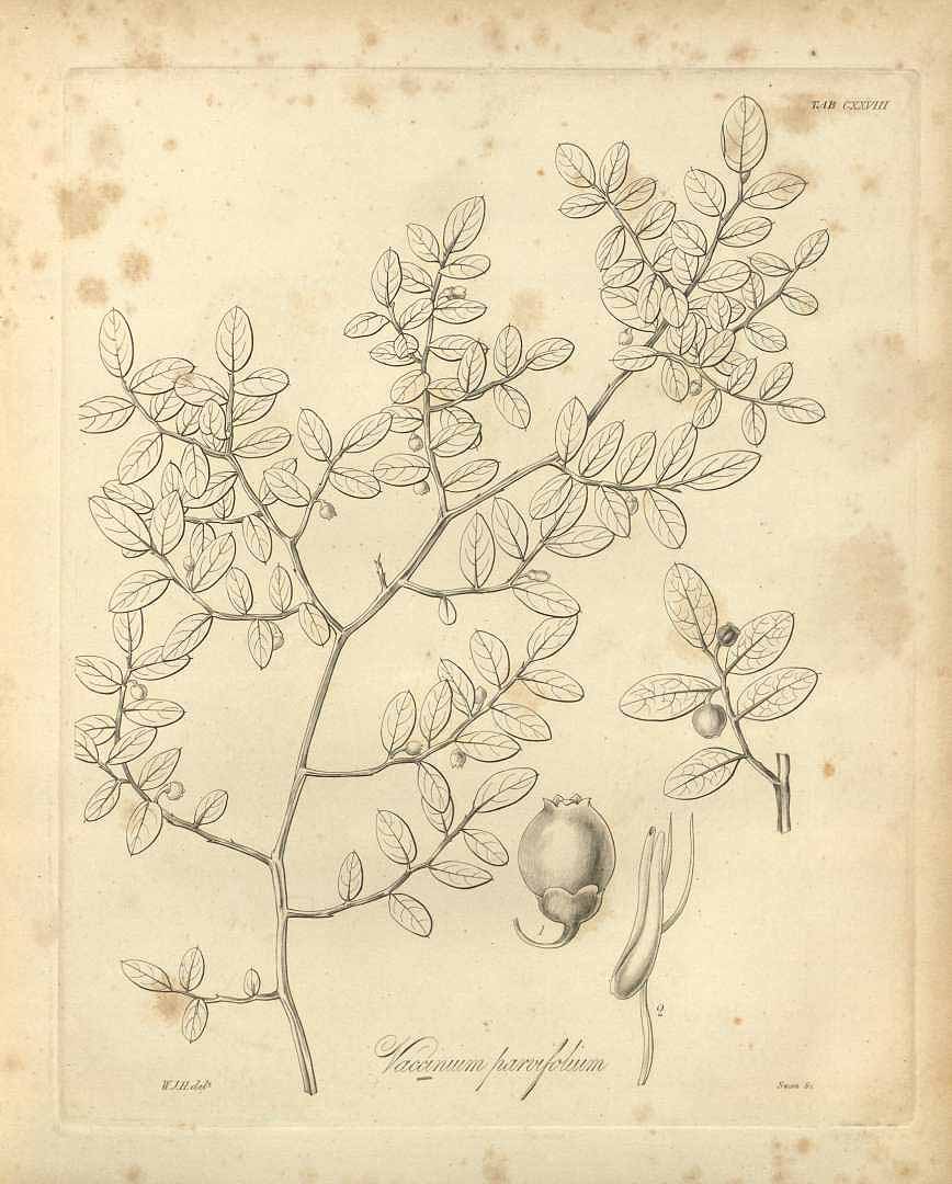 Illustration Vaccinium parvifolium, Par Hooker, W.J., Flora boreali-americana, or, the botany of the northern parts of British America (1829-1840) Fl. Bor.-Amer. (Hooker) vol. 2 (1840) t. 128, via plantillustrations 