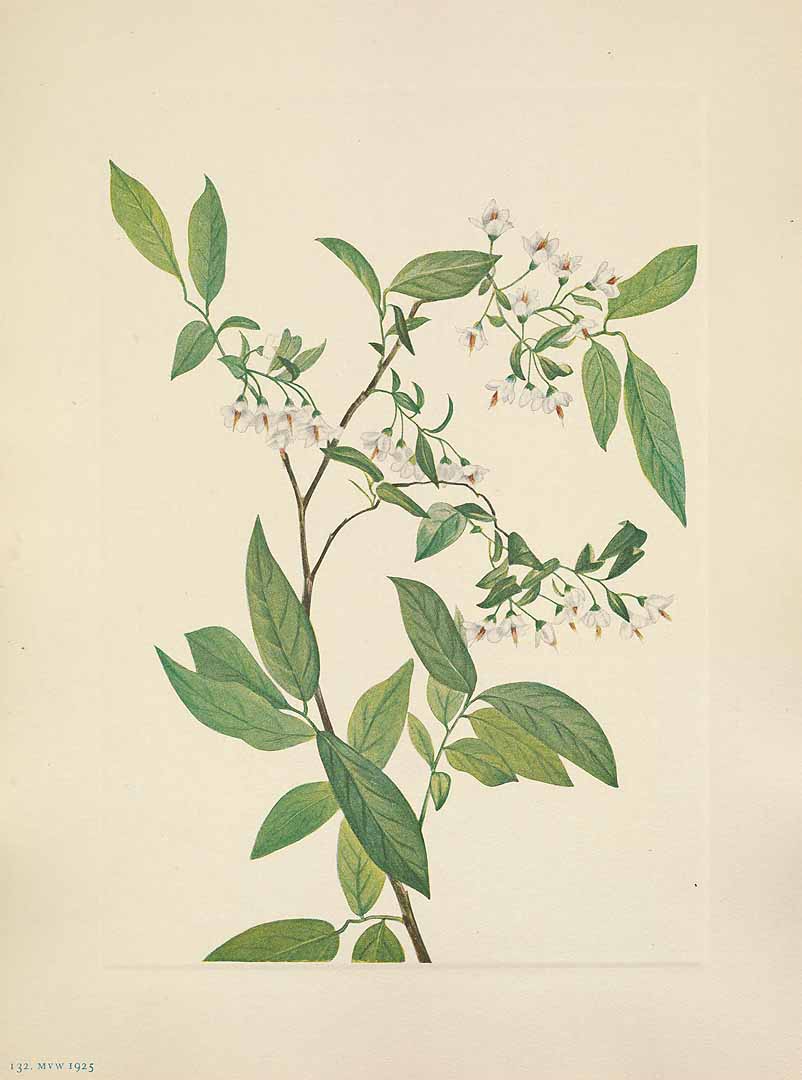 Illustration Vaccinium stamineum, Par Walcott, M.V., North American wild flowers (1925-1927) N. Amer. Wild Fl. vol. 2 t. 132, via plantillustrations 
