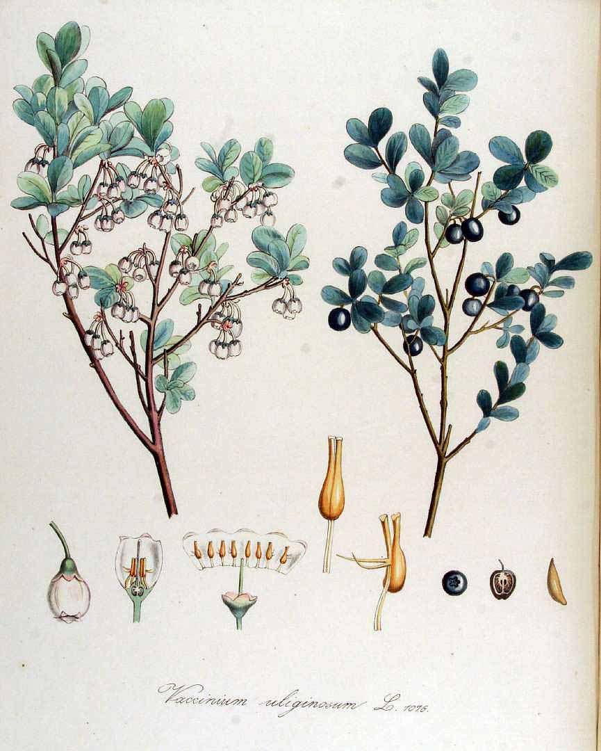 Illustration Vaccinium uliginosum, Par Kops, J., Flora Batava (1800-1934) Fl. Bat. vol. 14 (1872) t. 1076, via plantillustrations 