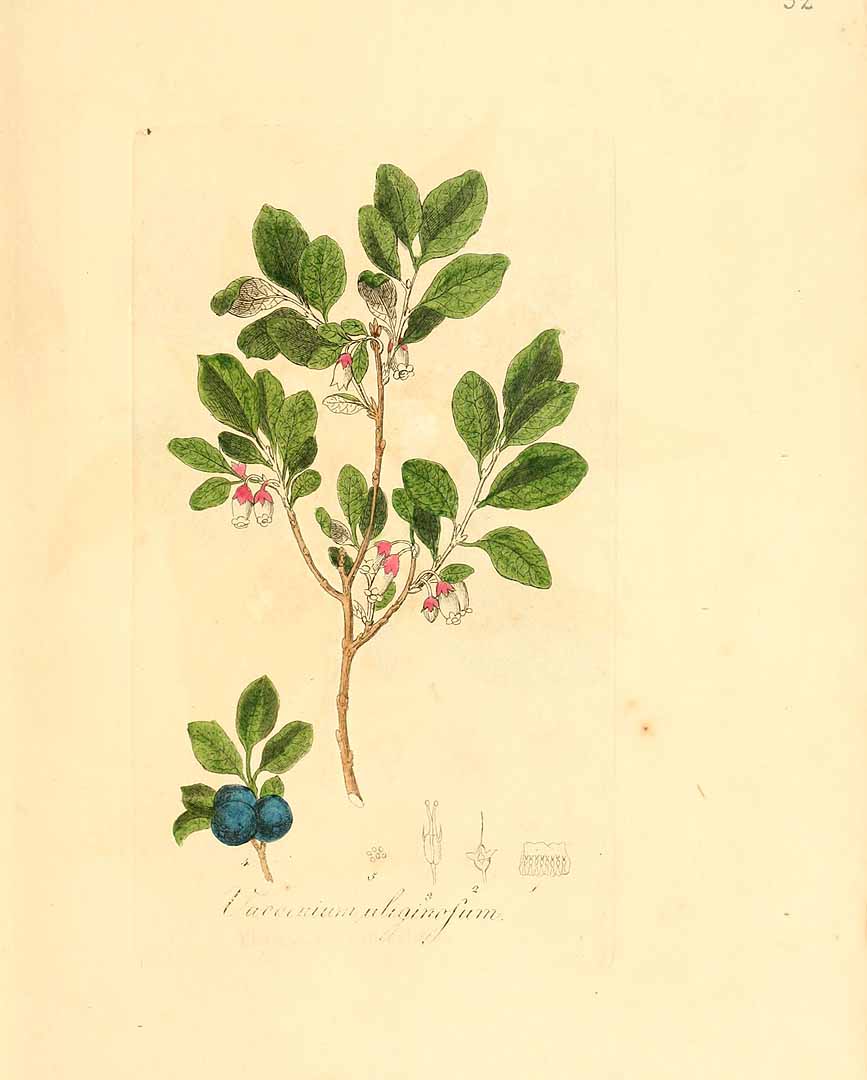 Illustration Vaccinium uliginosum, Par Dietrich, D.N.F., Flora Medica (1831) Fl. Med. (Dietrich) t. 32, via plantillustrations 