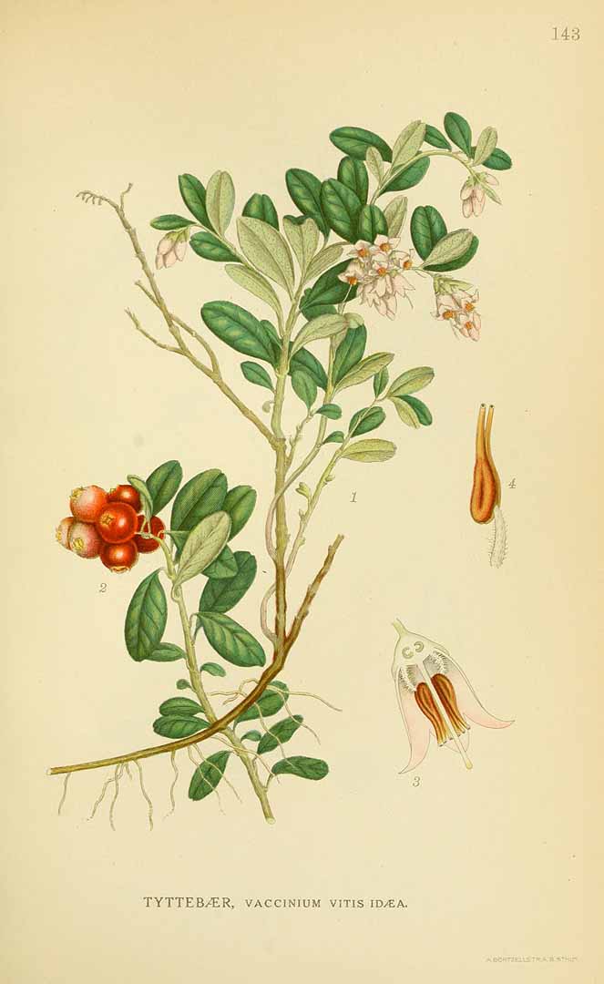 Illustration Vaccinium vitis-idaea, Par Lindman, C.A.M., Bilder ur Nordens Flora Bilder Nordens Fl. vol. 1 (1922) t. 143, via plantillustrations 