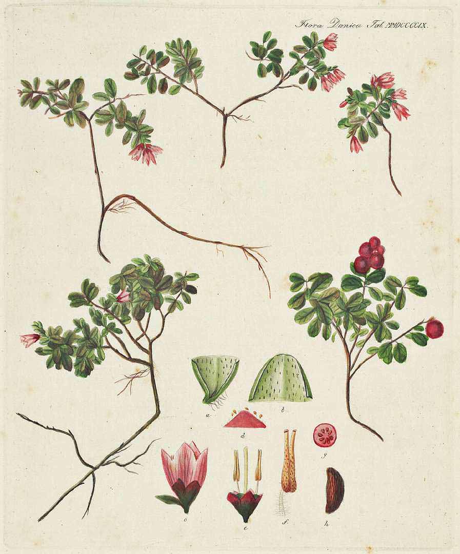 Illustration Vaccinium vitis-idaea, Par Oeder, G.C., Flora Danica (1761-1861) Fl. Dan. vol. 17 (1877-1883) [tt. 2881-3060] t. 2960, via plantillustrations 