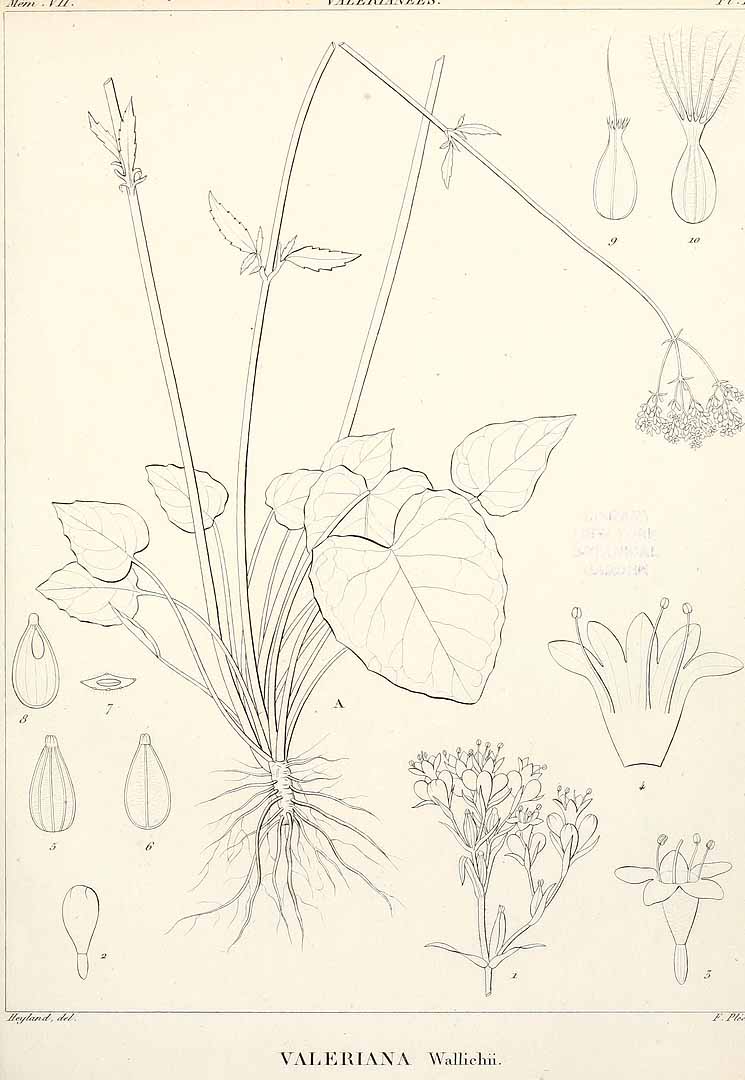Illustration Valeriana jatamansi, Par vol. 7 t. 4, via plantillustrations 