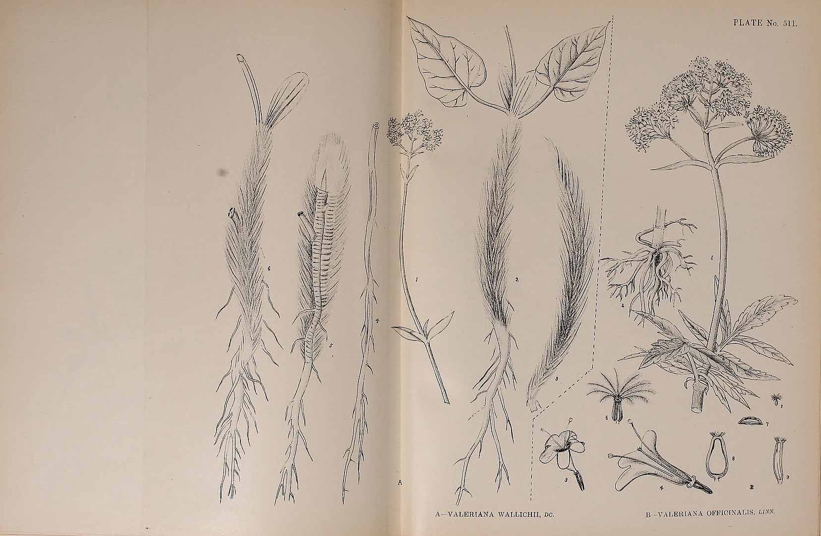Illustration Valeriana jatamansi, Par Kirtikar, K.R., Basu, B.D., Indian medicinal plants, Plates (1918) Ind. Med. Pl., Plates vol. 3 (1918) t. 511	f. A , via plantillustrations 
