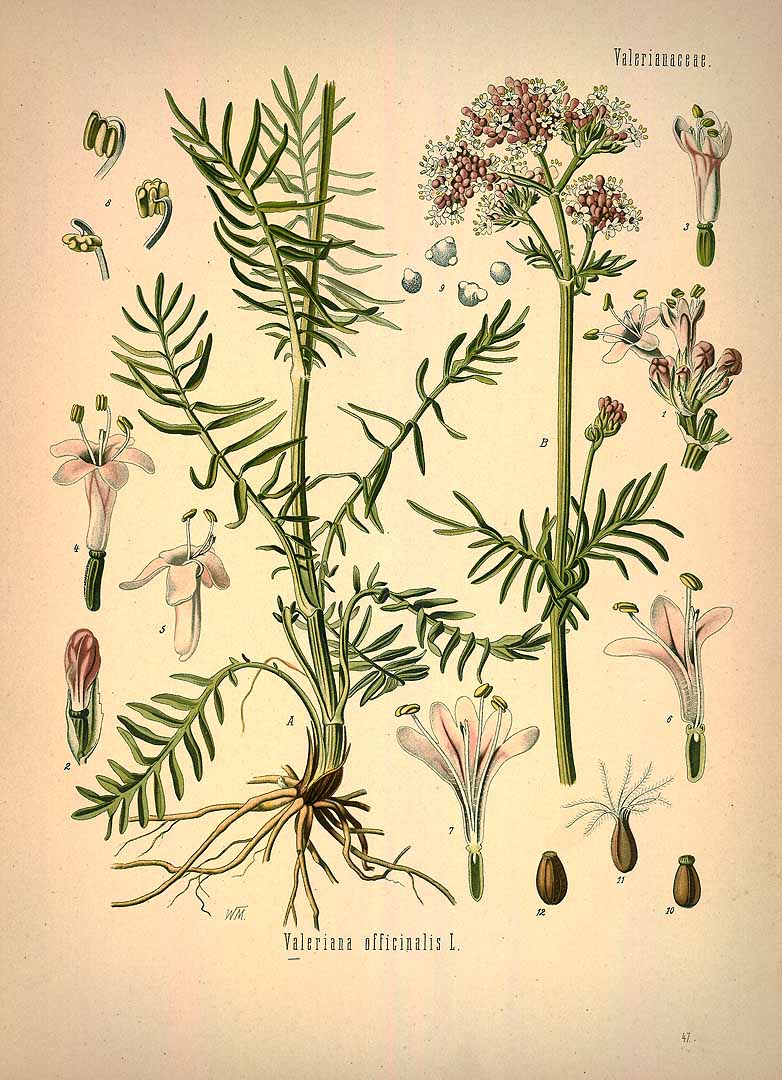 Illustration Valeriana officinalis, Par Ko&#776;hler, F.E., Ko&#776;hlers Medizinal Pflanzen (1883-1914) Med.-Pfl. vol. 1 (1887) t. 47, via plantillustrations 