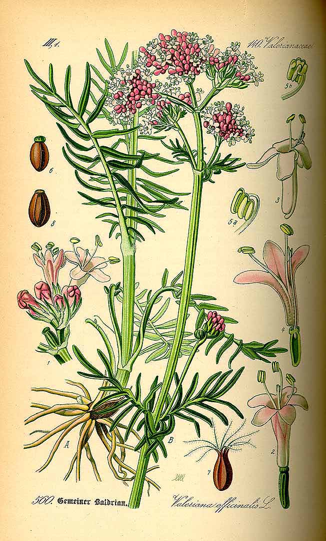 Illustration Valeriana officinalis, Par Thomé, O.W., Flora von Deutschland Österreich und der Schweiz (1886-1889) Fl. Deutschl. vol. 4 (1885) t. 560, via plantillustrations 
