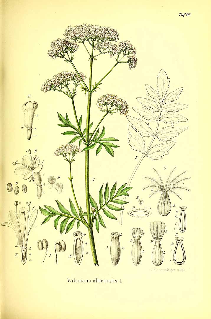 Illustration Valeriana officinalis, Par Berg, O.C., Schmidt, C.F., Atlas der officinellen Pflanzen (1893-1902) Atlas. Off. Pfl. vol. 1 (1891) t. 10, via plantillustrations 