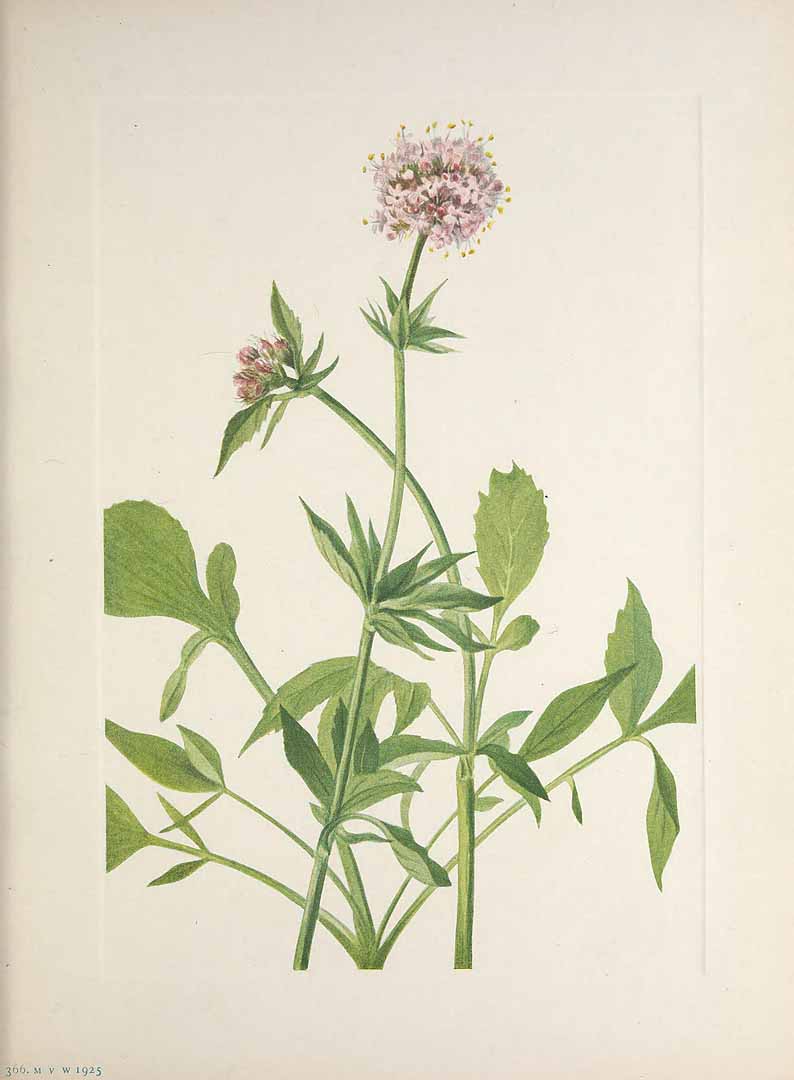 Illustration Valeriana sitchensis, Par Walcott, M.V., North American wild flowers (1925-1927) N. Amer. Wild Fl. vol. 5 t. 366, via plantillustrations 