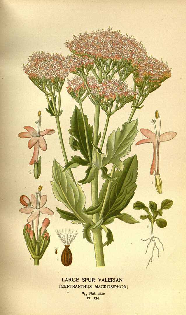 Illustration Centranthus macrosiphon, Par Step, E., Bois, D., Favourite flowers of garden and greenhouse (1896-1897) Favourite Fl., via plantillustrations 