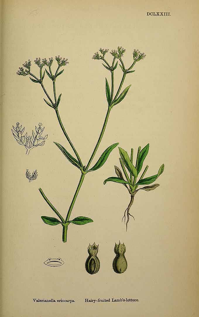 Illustration Valerianella eriocarpa, Par Smith, J.E., English botany, or coloured figures of British plants, ed. 3 [B] [J.E. Sowerby et al] (1863-1899) Engl. Bot., ed. 3 vol. 4 (1865) t. 673, via plantillustrations 