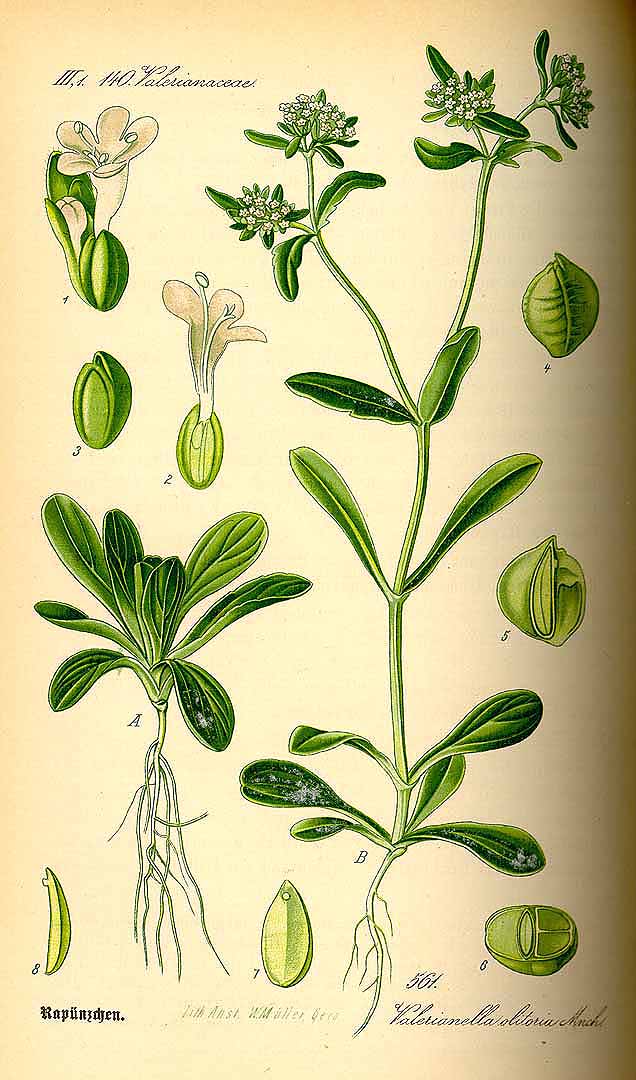 Illustration Valerianella locusta, Par Thomé, O.W., Flora von Deutschland Österreich und der Schweiz (1886-1889) Fl. Deutschl. vol. 4 (1885) t. 561, via plantillustrations 